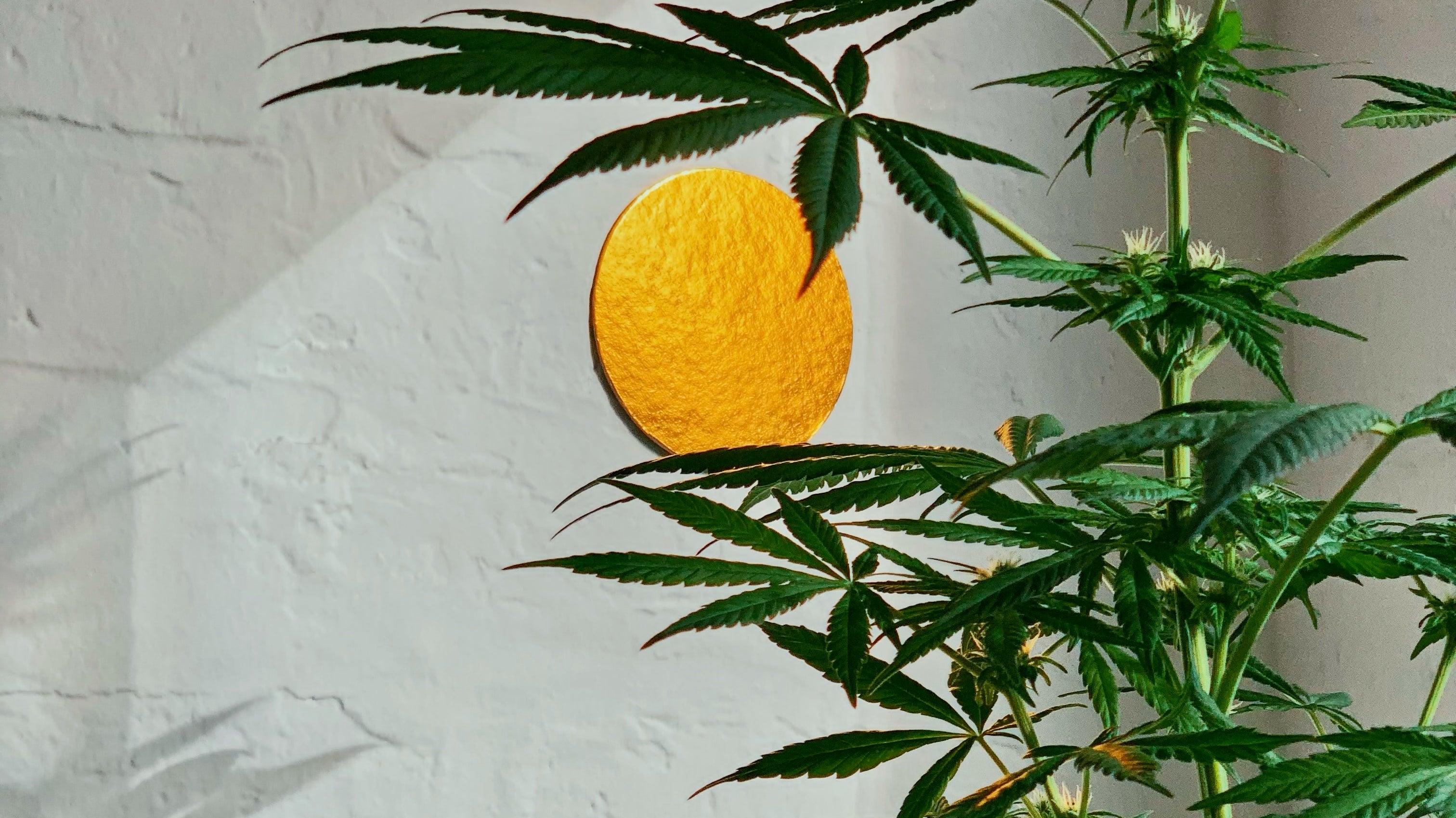 A tall hemp plant growing in front of a wall with a picture of a sun on it.