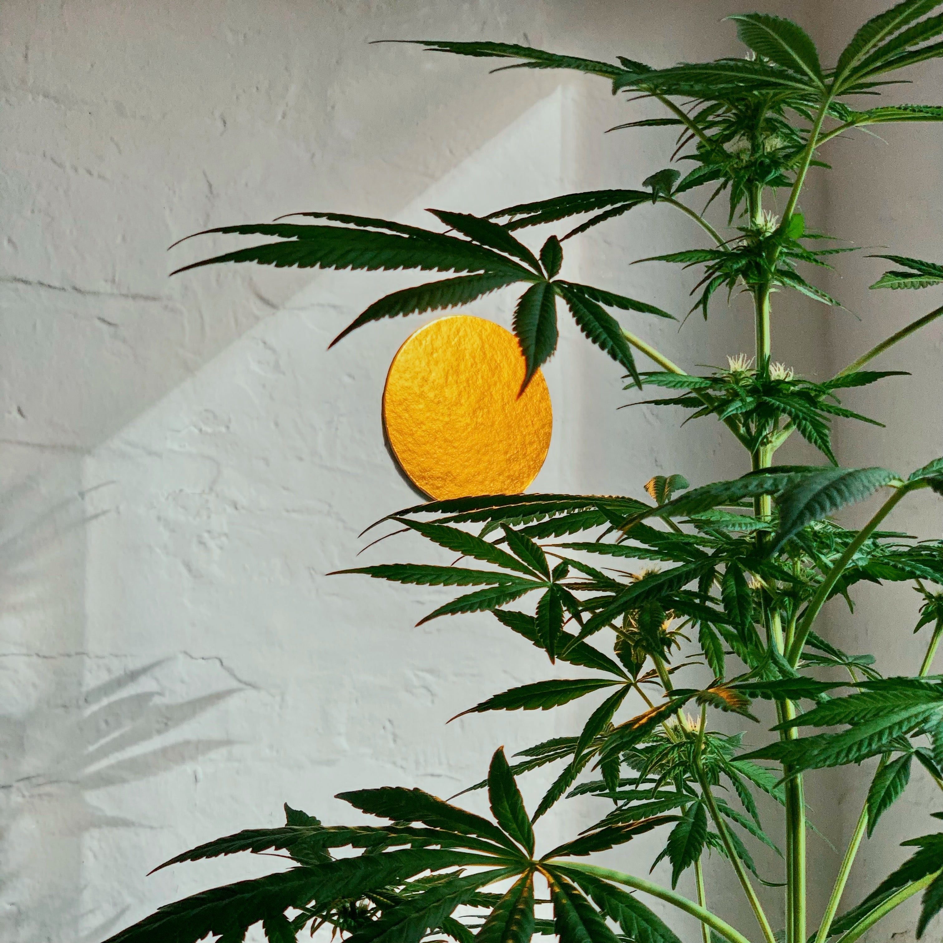 A tall hemp plant growing in front of a wall with a picture of a sun on it.