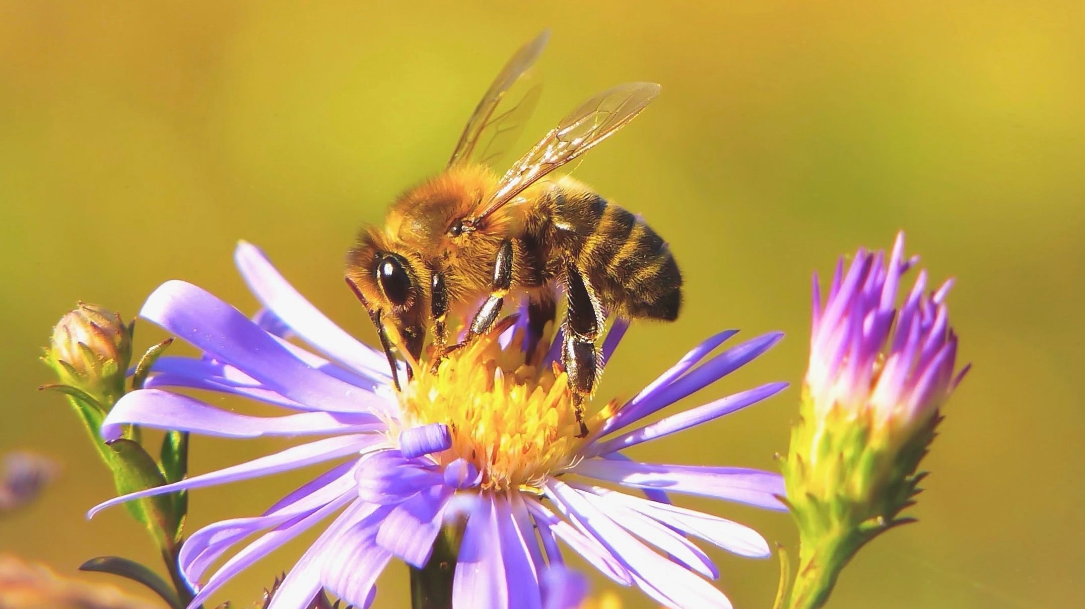 A honey bee pollinating a purple and yellow New England Aster flower