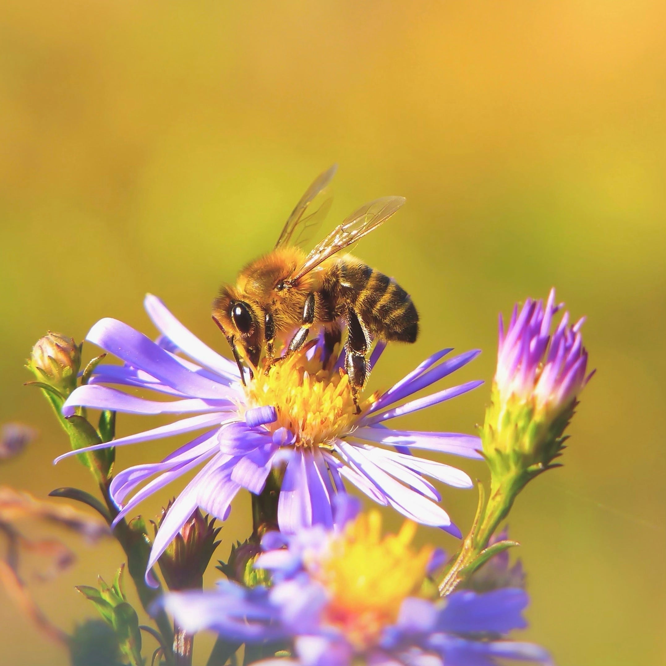 A honey bee pollinating a purple and yellow New England Aster flower