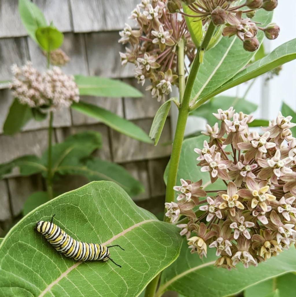 A monarch caterpillar eating a common milkweed leaf.