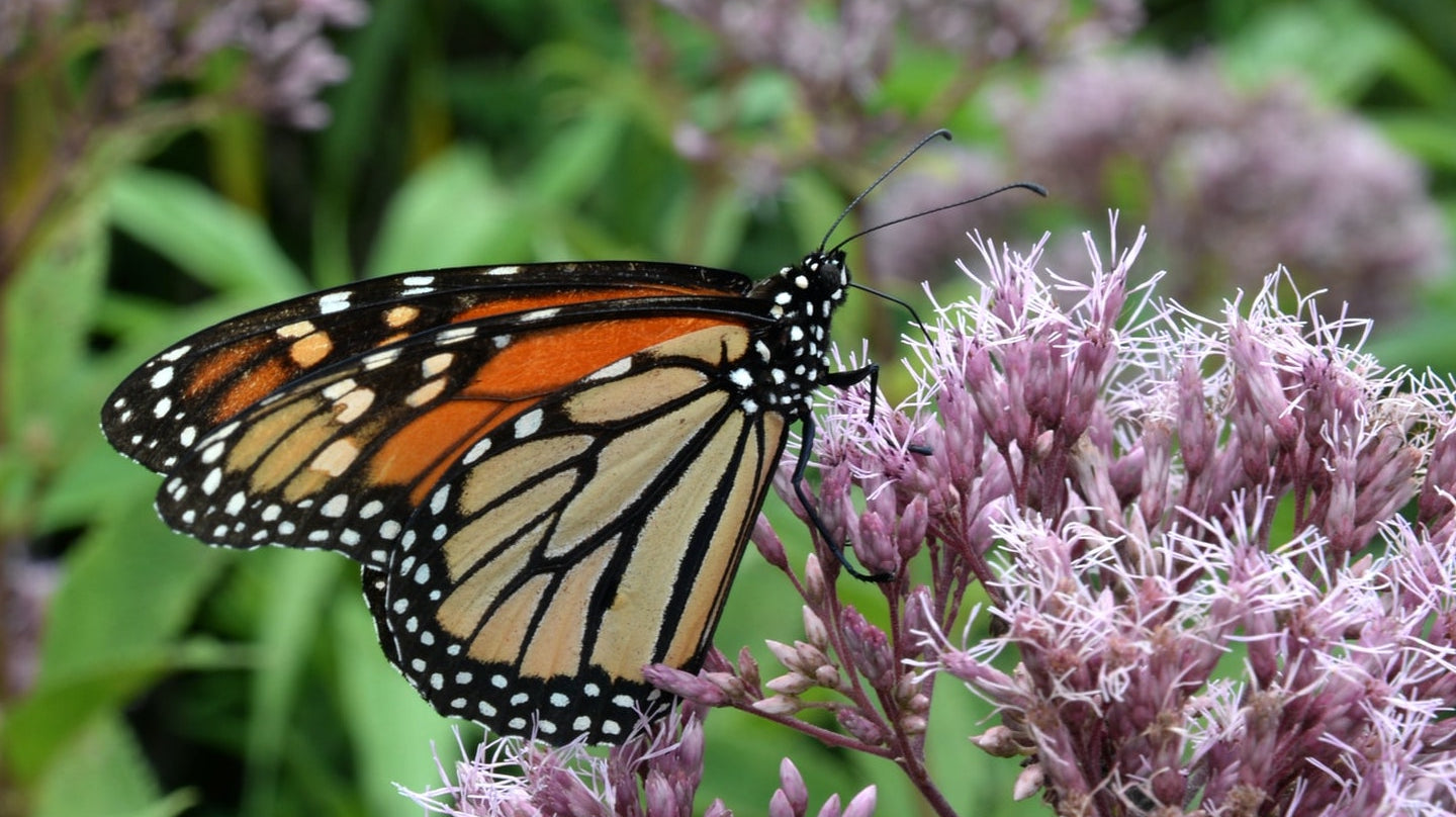Monarch butterfly resting on the flowers of a common milkweed plant