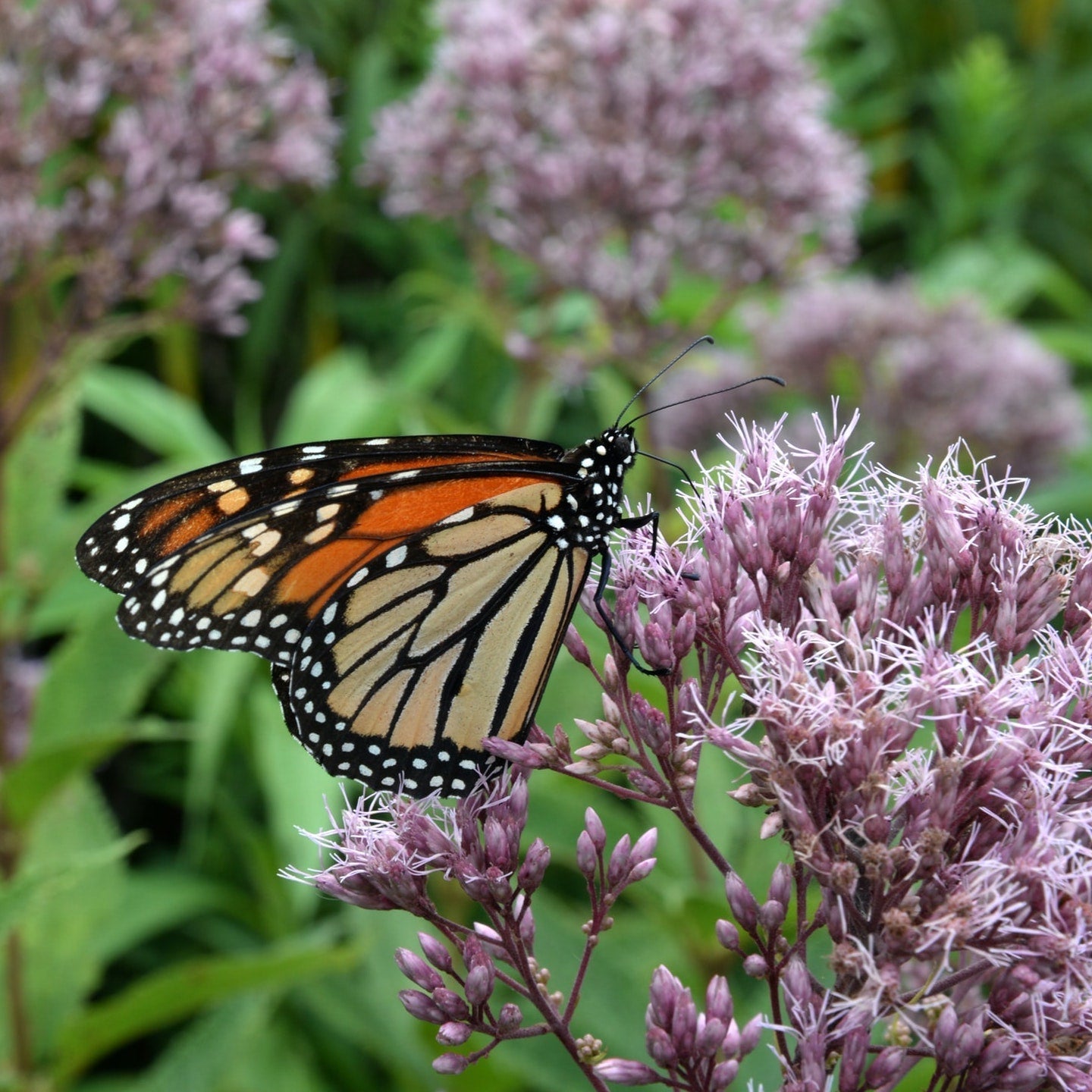 Monarch butterfly resting on the flowers of a common milkweed plant